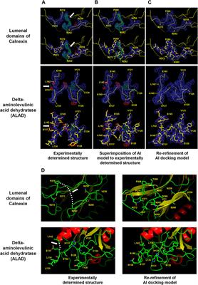 AI-based protein models enhance the accuracy of experimentally determined protein crystal structures